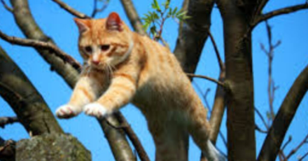 Cat jump 